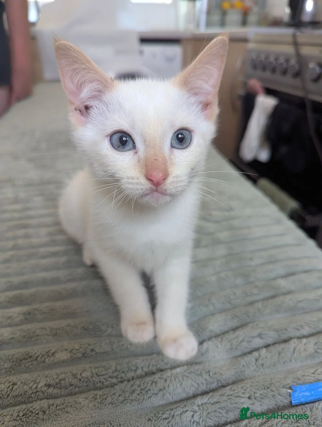 Siamese cats for sale: Flame point siamese  - Advert 3