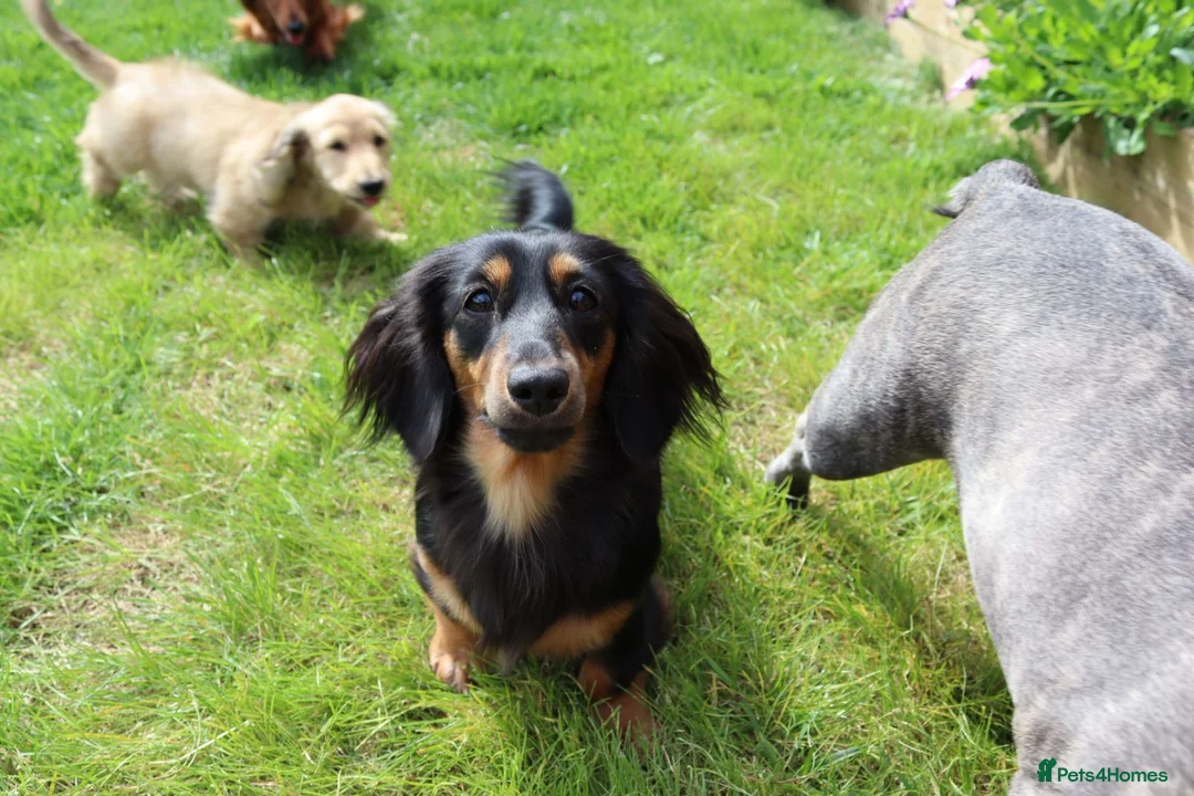 Miniature Dachshund dogs for sale: 3 year old miniature long haired dachshund female - Advert 2