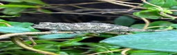 Chameleon reptiles for sale: Jackson Chameleon babies - Advert 5