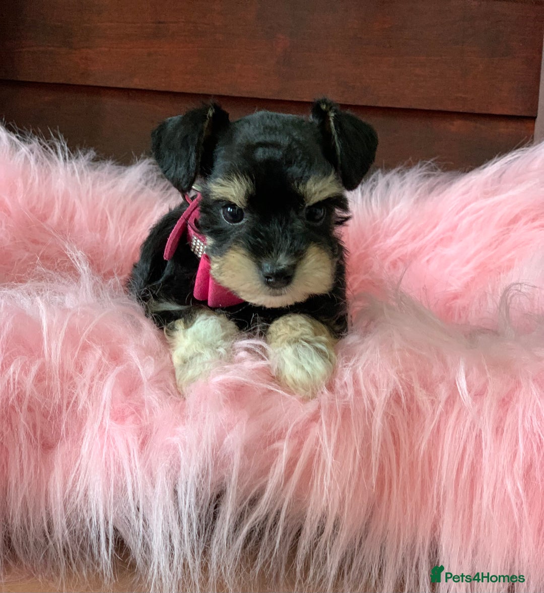 Miniature Schnauzer dogs for sale: 5* Licensed KC Toy Chocolate Schnauzers - Image 16