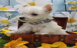 West Highland Terrier dogs for sale: Top import champion bred westies - Image 5