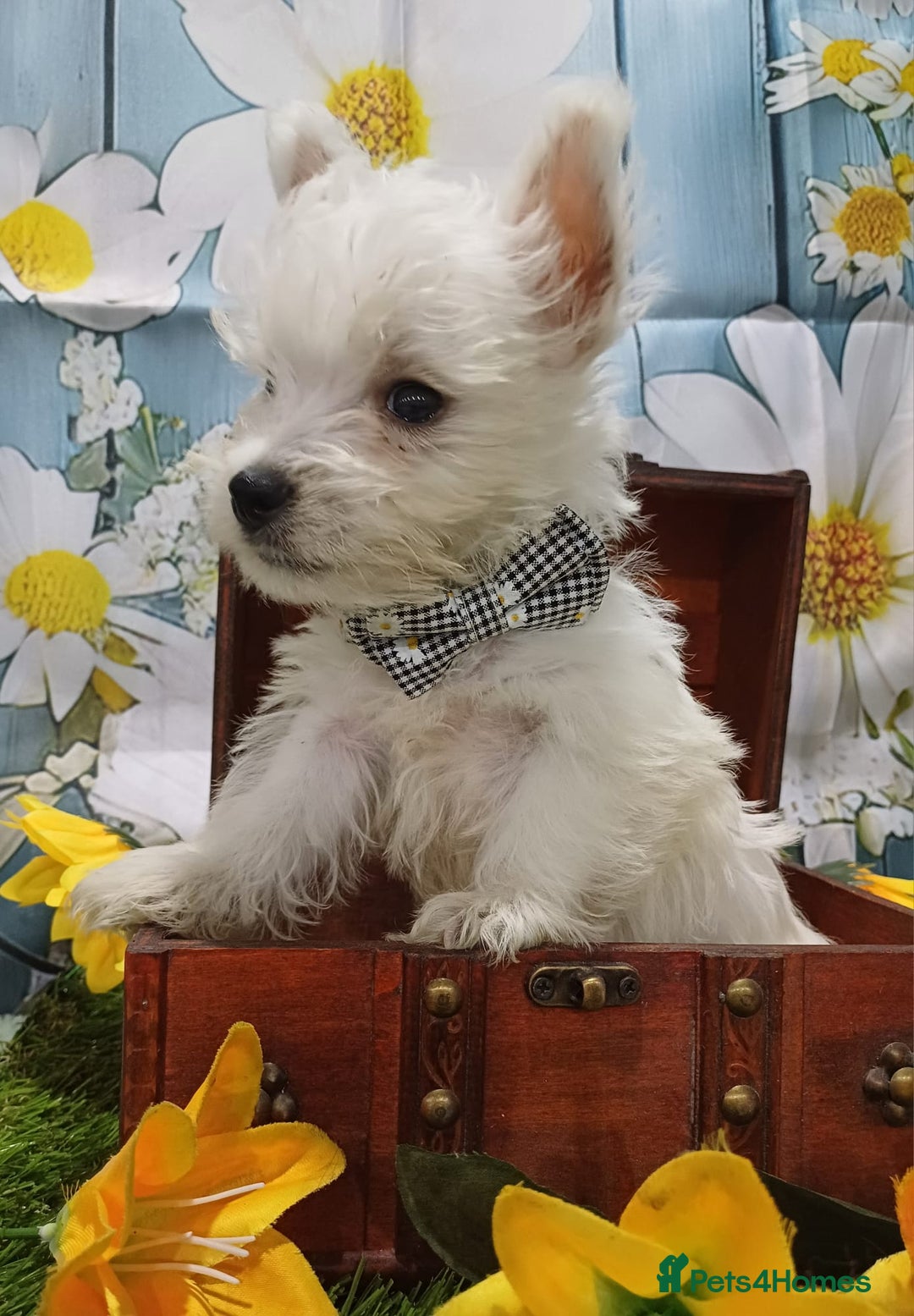 West Highland Terrier dogs for sale: Top import champion bred westies - Image 5
