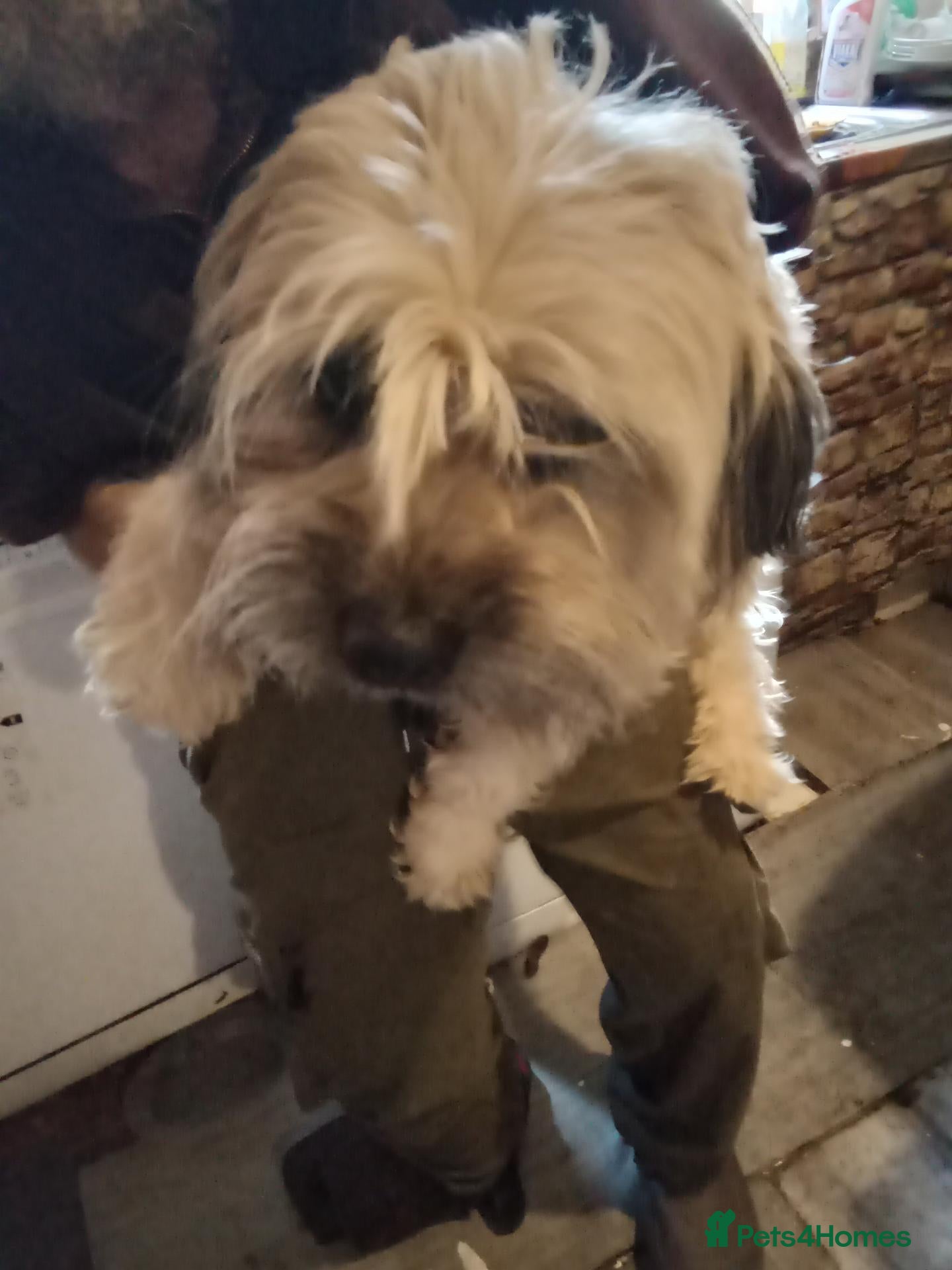 Mixed Breed dogs Unusual maltispitz seeking loving home  - Advert 1