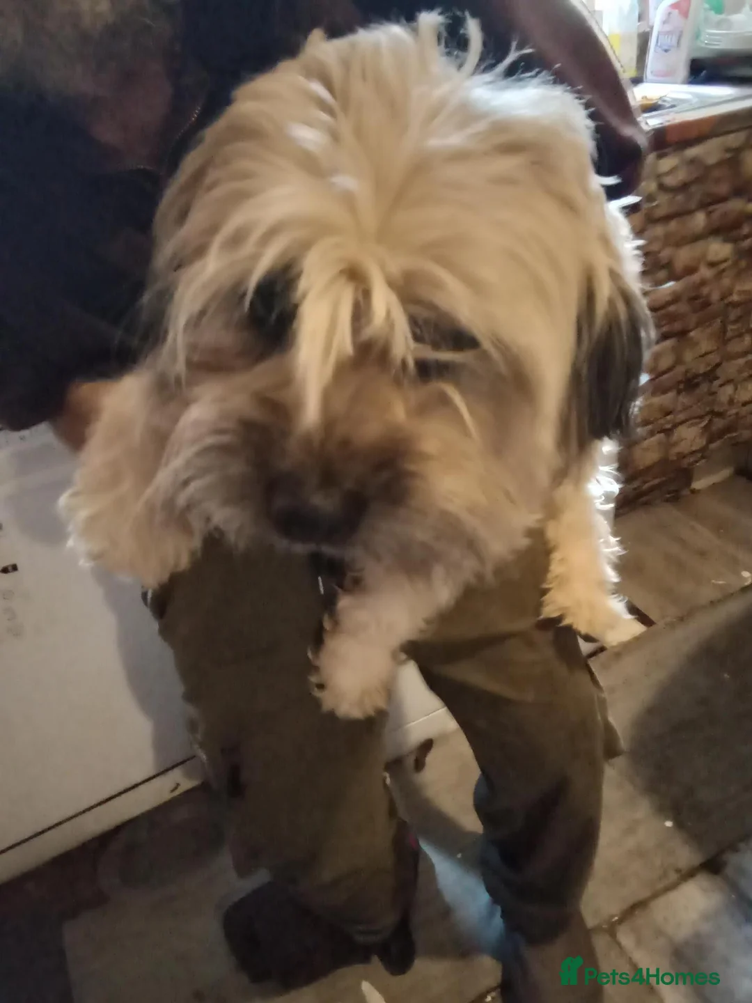 Mixed Breed dogs for sale: Unusual maltispitz seeking loving home  - Advert 1