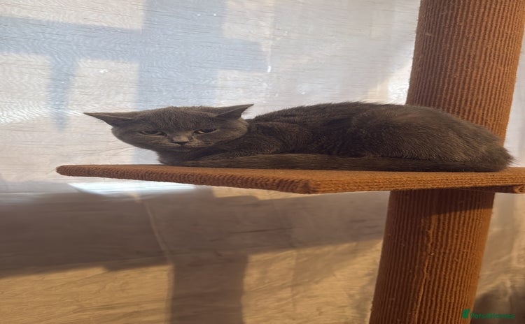 British Shorthair cats British shorthair female for sale  - Advert 1