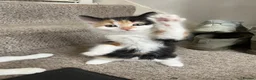Mixed Breed cats for sale: One female calico longhair kitten  in Kidlington - Advert 7