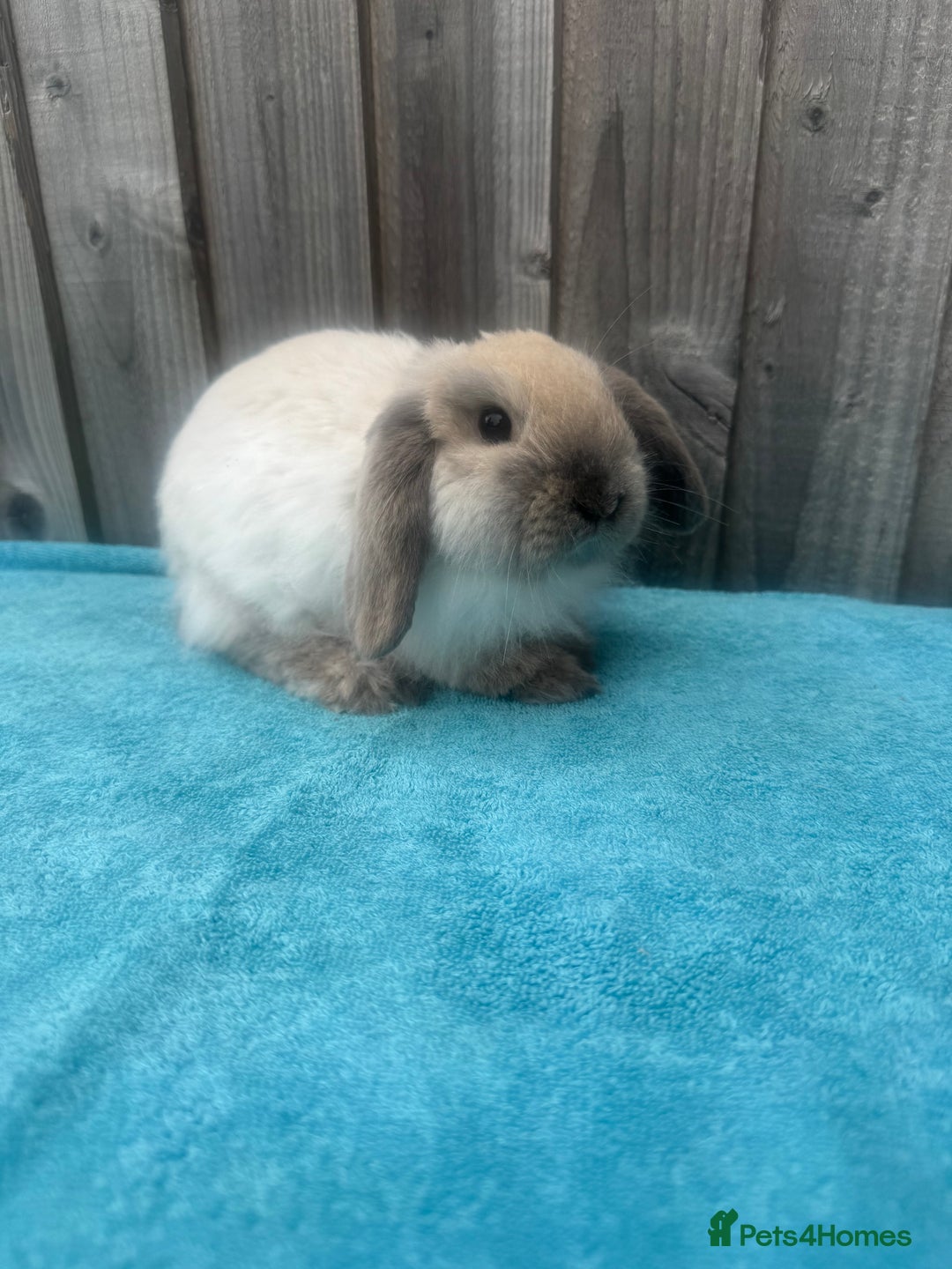 Mini Lop rabbits for sale: Mini lop babies ready to go - Image 11