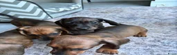 Miniature Dachshund dogs for sale: MINIATURE dachshund puppies UNIQUE fur patterns - Advert 13