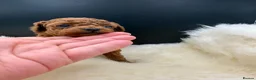 Toy Poodle dogs for sale: Asian Toy Poodle  - Advert 10