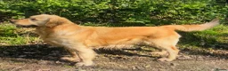 Golden Retriever dogs for sale: A happy healthy family companion  - Advert 23