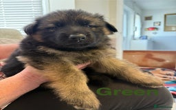 German Shepherd dogs for sale: KC Registered German Shepherd Puppies - Image 22