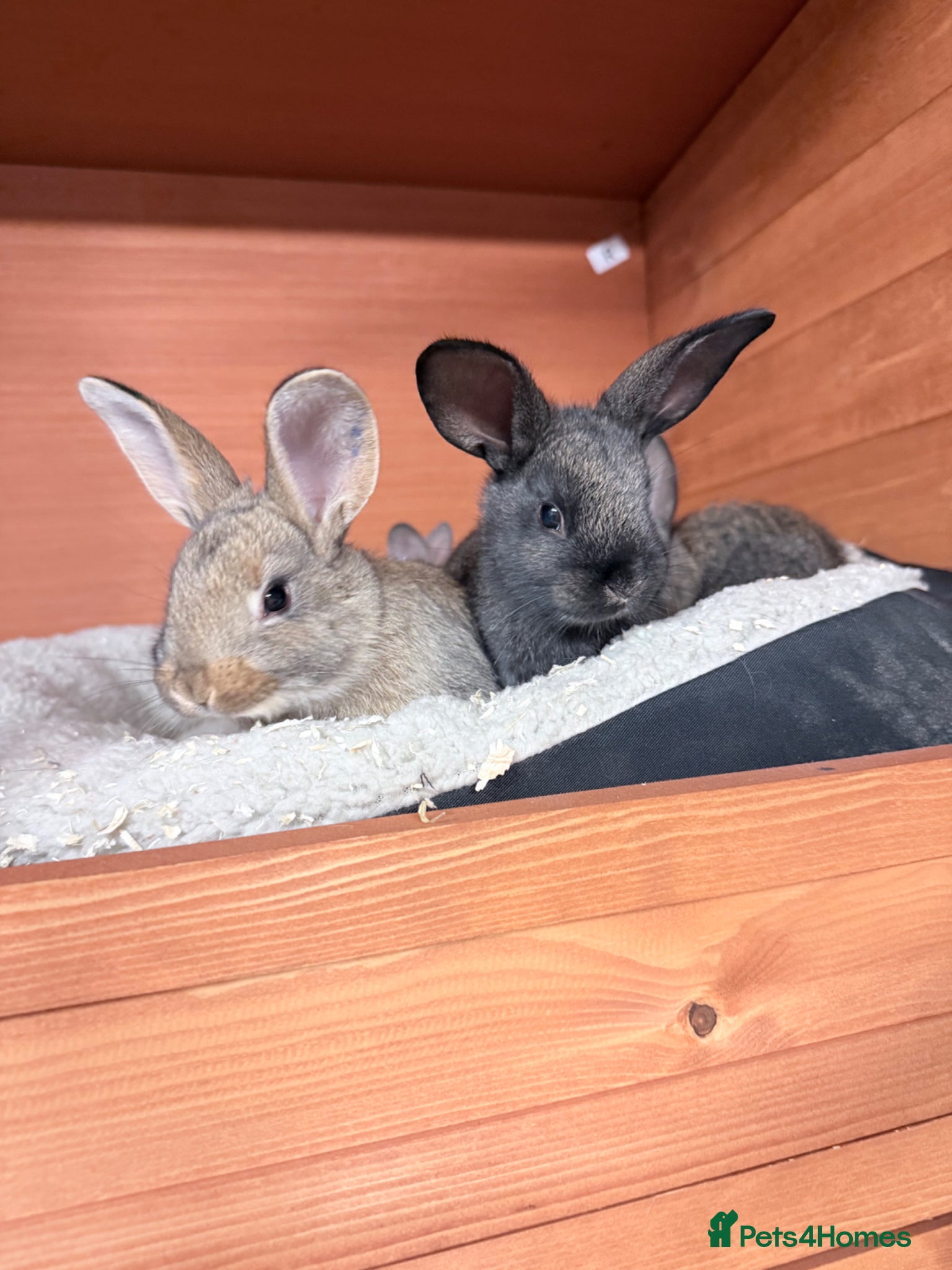 Mixed Breed rabbits 3 Baby Bunnies 🐰 - Advert 7