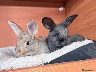 Mixed Breed rabbits 3 Baby Bunnies 🐰 - Advert 7