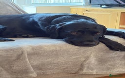 Labrador Retriever dogs for sale: 3 year old labrador for sale - Image 7