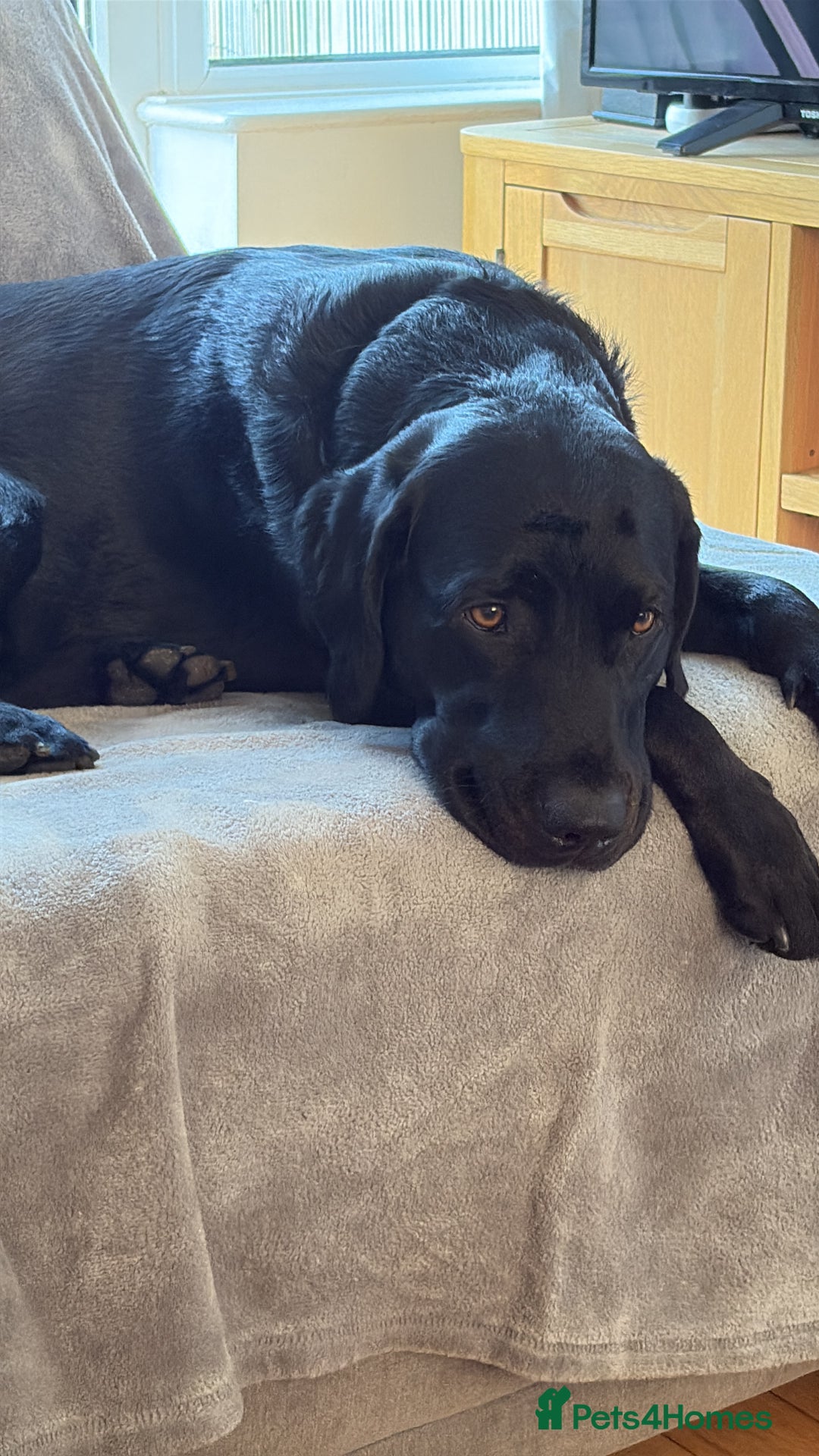 Labrador Retriever dogs for sale: 3 year old labrador for sale - Image 7