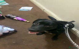 Borador dogs for sale: Labradorite cross with a collie - Image 4