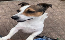 Jack Russell dogs for stud: Jack Russell for stud in Seaham - Image 1