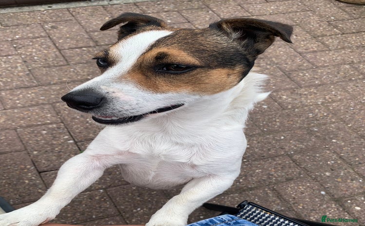 Jack Russell dogs in Seaham - Advert 3