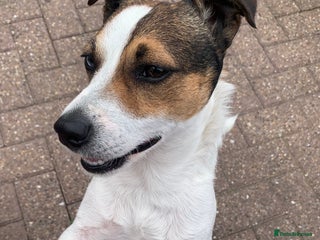 Jack Russell dogs Jack Russell for stud in Seaham - Advert 8