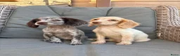 Cocker Spaniel dogs for sale: 3 cocker spaniels (council licensed breeders) - Advert 18