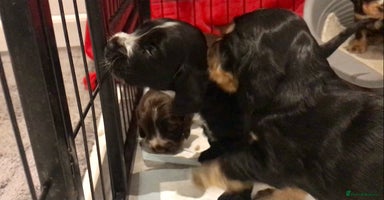 Cocker Spaniel dogs - Advert 14