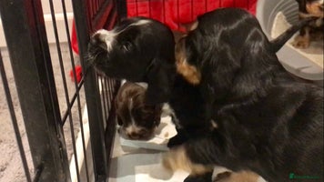 Cocker Spaniel dogs - Advert 14