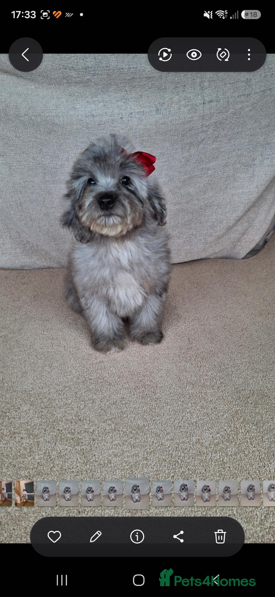 Cockapoo dogs Fully vaccinated last girl ! - Advert 1