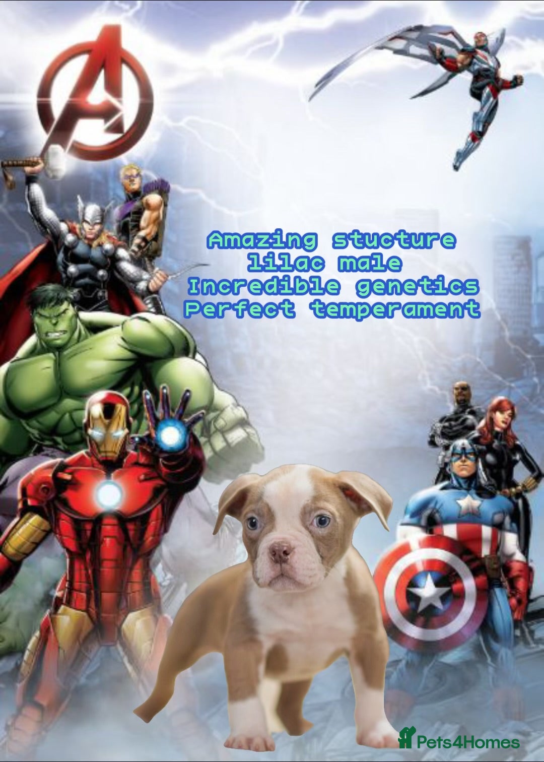 Old Tyme Bulldog dogs 5⭐️RATED COUNCIL APPROVED💥LICENSED 23 YEAR EXPERT - Advert 3