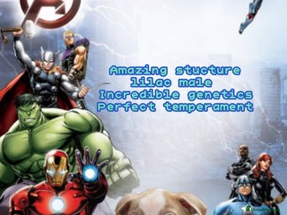 Old Tyme Bulldog dogs 5⭐️RATED COUNCIL APPROVED💥LICENSED 23 YEAR EXPERT - Advert 3