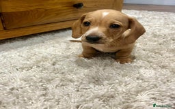 Miniature Dachshund dogs for stud: KC Reg Black/cream,proven,gorgeous boy stud only  - Image 9