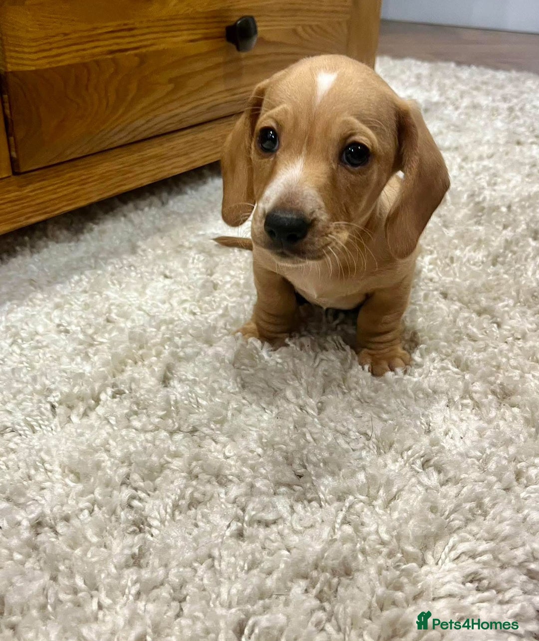 Miniature Dachshund dogs for stud: KC Reg Black/cream,proven,gorgeous boy stud only  - Image 9