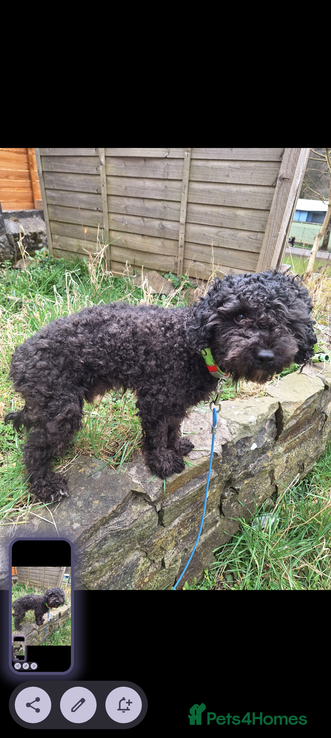 Poochon dogs for sale: 2 year old poochon boy in need of forever home  - Image 7