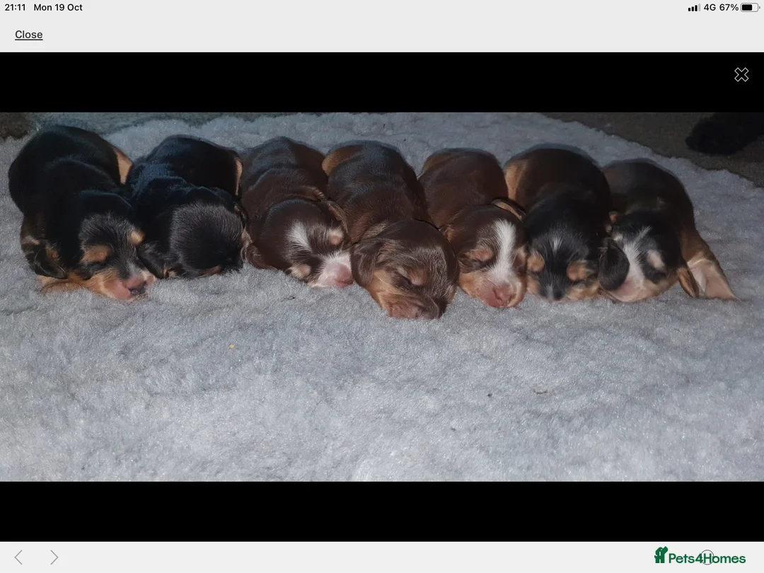 Cocker Spaniel dogs for stud: Stunning, Sable Show Cocker Stud, Health Tested. in Market Drayton - Advert 34