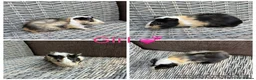 Guinea Pig rodents for sale: Male & Female piggies looking for new laps - Advert 17