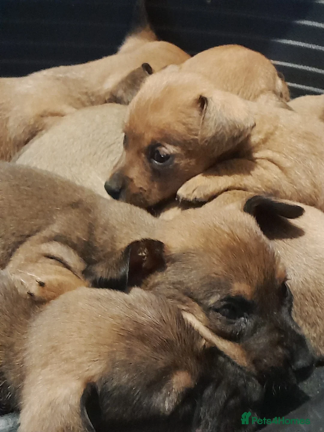 Mixed Breed dogs for sale: Cairn terriers - Advert 21