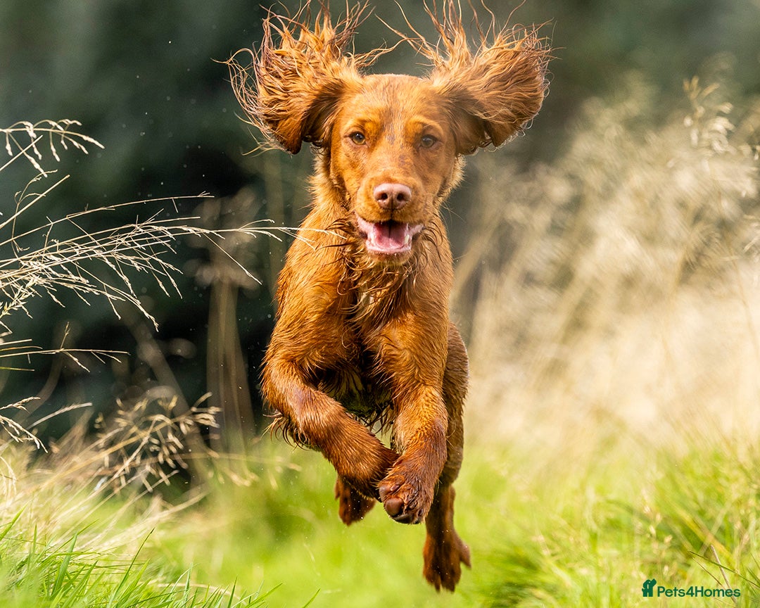 Cocker Spaniel dogs for stud: Red Working Cocker Spaniel Stud - Advert 5