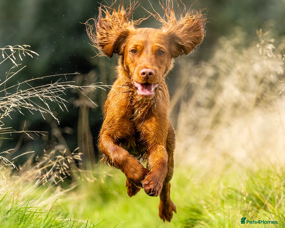 Cocker Spaniel dogs for stud: Red Working Cocker Spaniel Stud - Advert 5