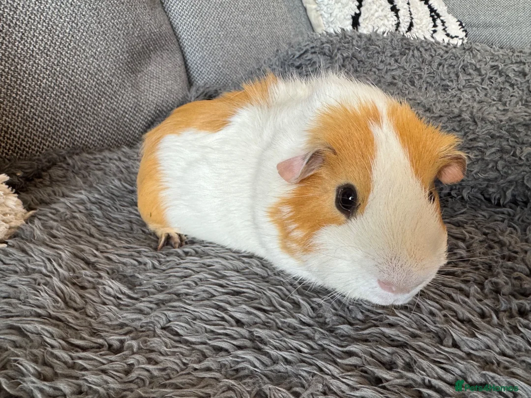 Guinea Pig rodents for sale: Two young male guinea pigs  - Advert 2