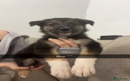 Mixed Breed dogs for sale: German shepherd x border collie puppies  - Image 7