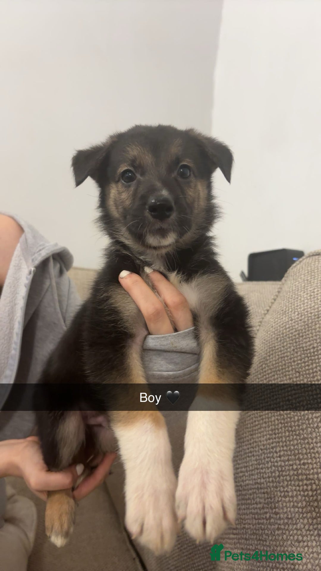 Mixed Breed dogs for sale: German shepherd x border collie puppies  - Image 7