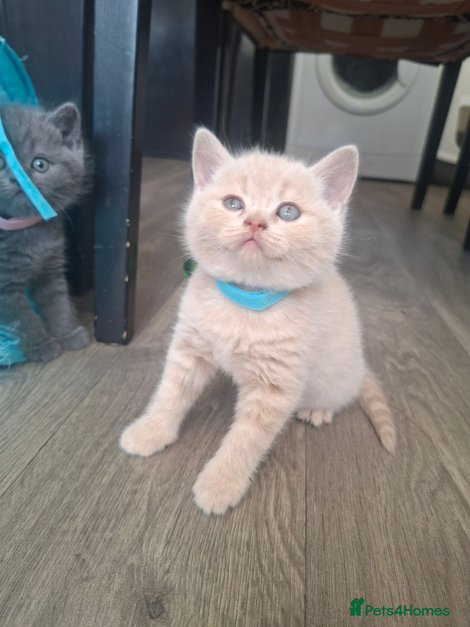 British Shorthair cats 🩷 Outstanding Quality Chunky GCCF Pedigree BSH 💙 - Advert 2