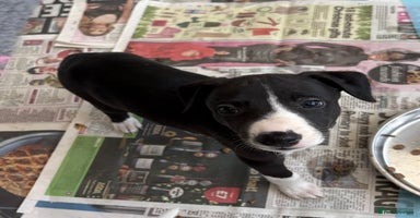 Whippet dogs - Advert 2