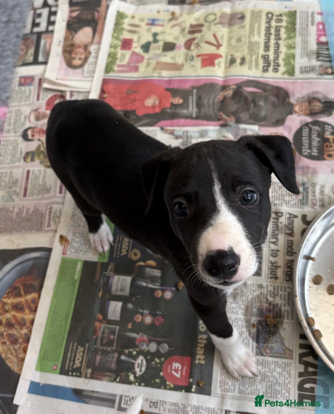 Whippet dogs for sale: KC registered Whippet Puppies - Image 3