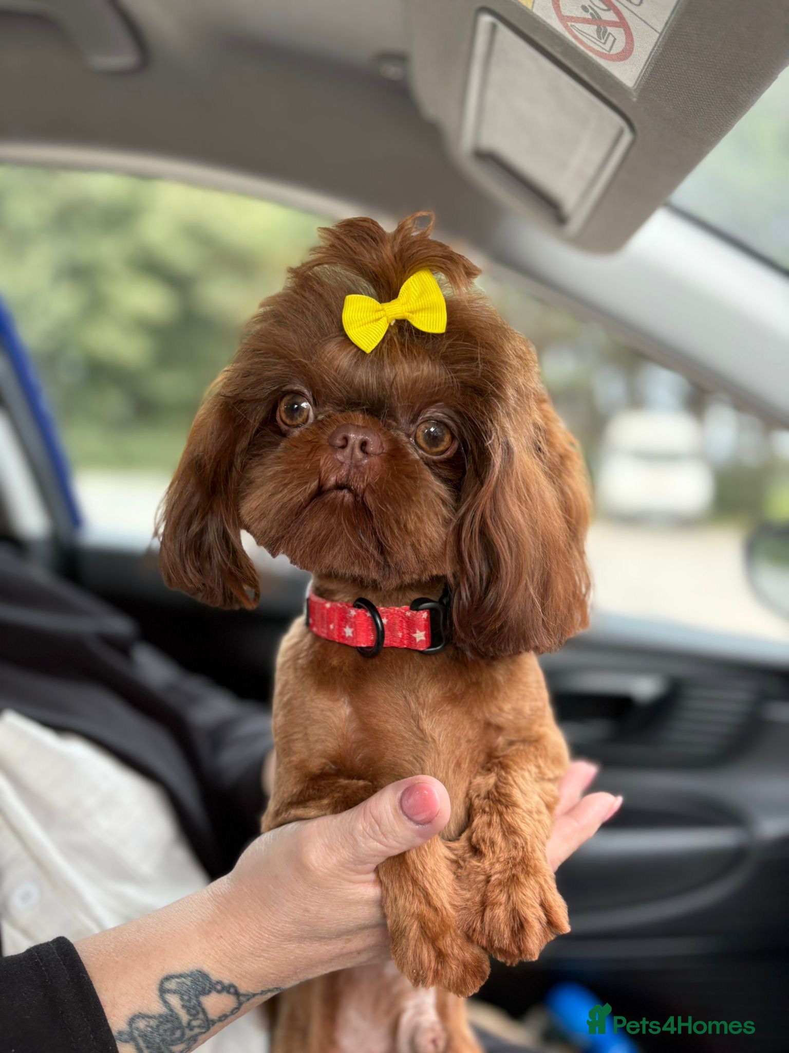 Shih Tzu dogs 🐶💎 Bumble – Imperial Shih Tzu Stud, kc reg 💎🐶 in Liverpool - Advert 13