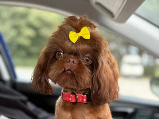 Shih Tzu dogs 🐶💎 Bumble – Imperial Shih Tzu Stud, kc reg 💎🐶 in Liverpool - Advert 10