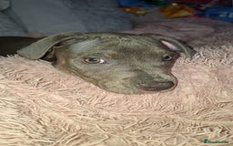 Staffordshire Bull Terrier dogs for sale: 1 girl for sale  - Image 2