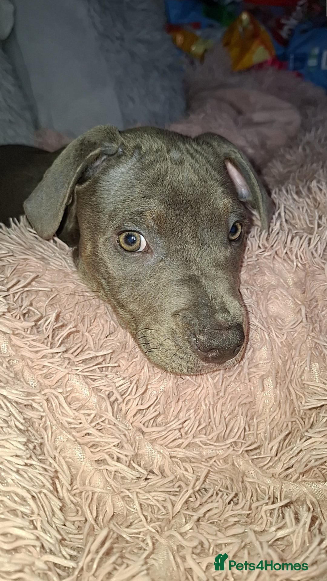 Staffordshire Bull Terrier dogs for sale: 1 girl for sale  - Image 2