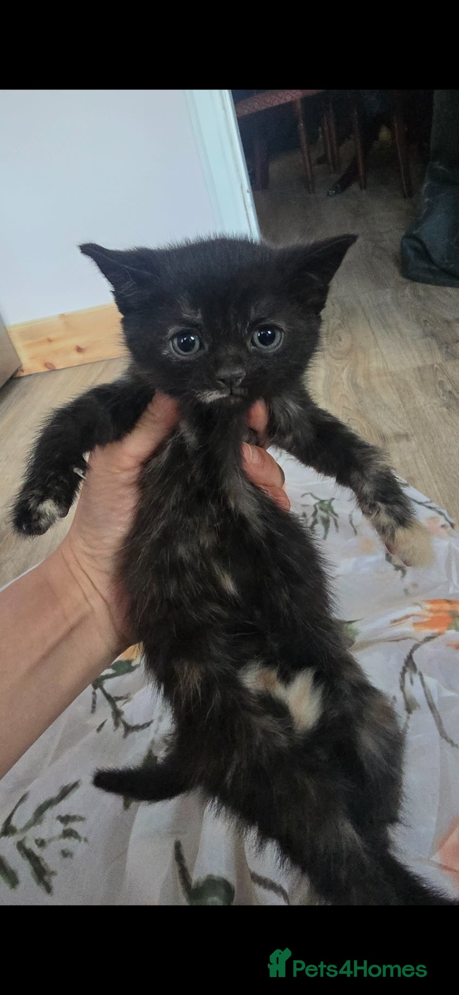 Mixed Breed cats for sale: Lovely 2 girl kittens 😸 😍  - Advert 12