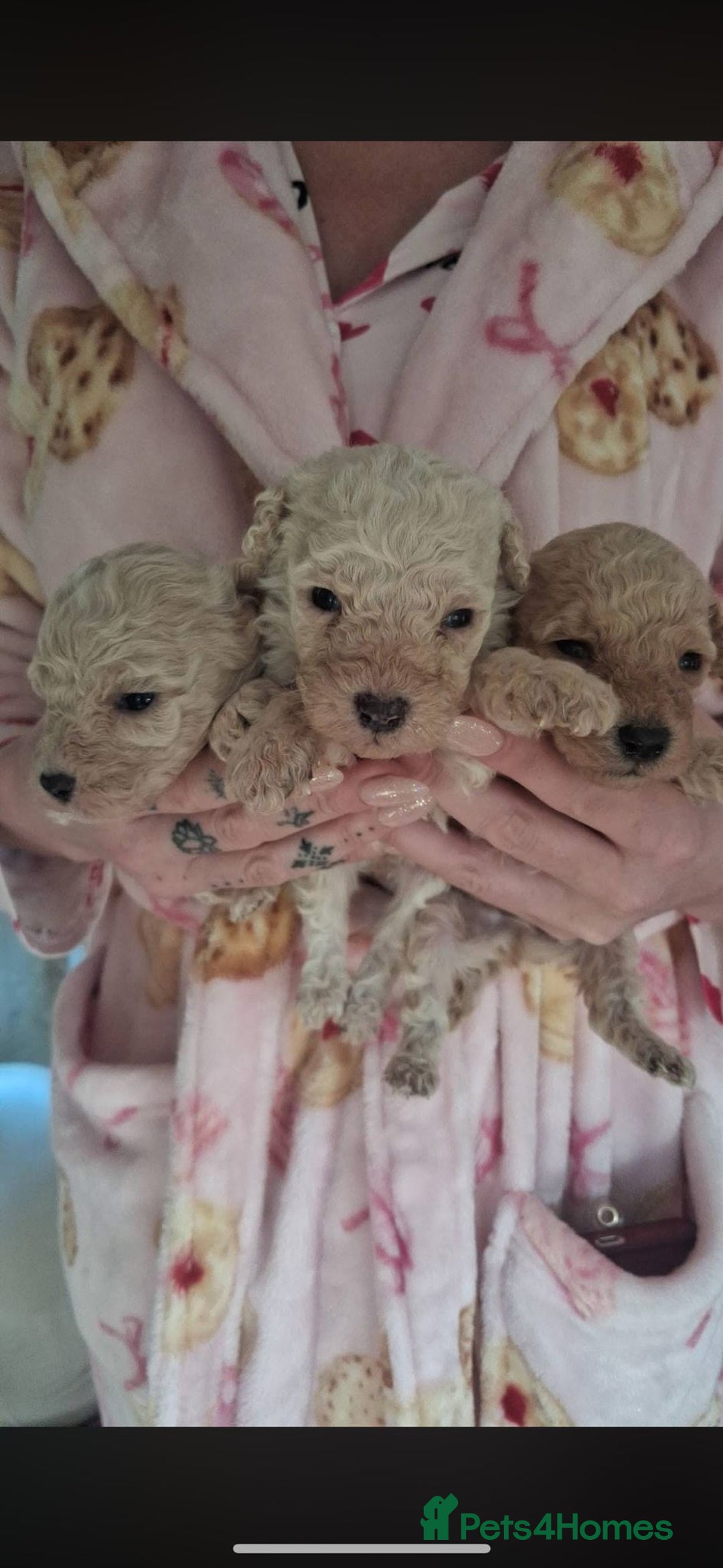 Toy Poodle dogs for sale: Toy poodle  - Advert 5