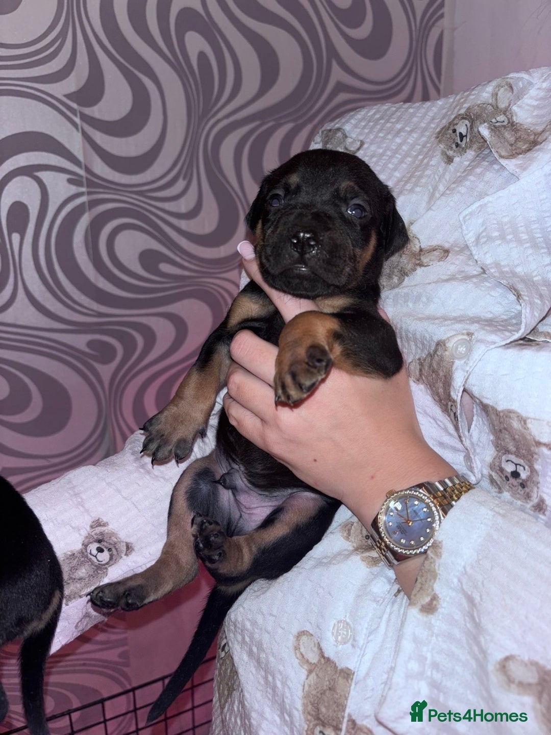 Mixed Breed dogs for sale: Puppy’s available  - Image 10